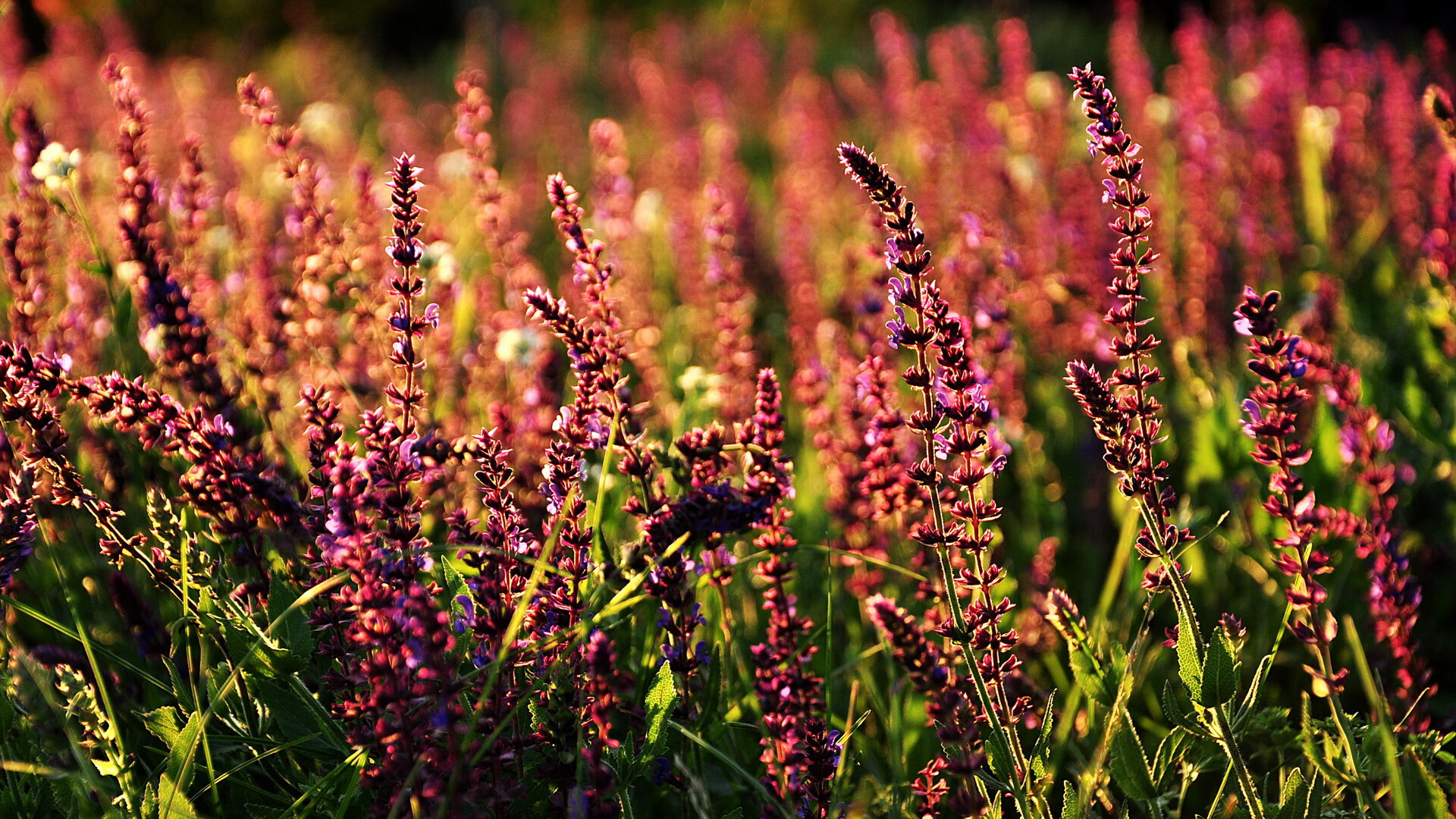 开云体育-_全球运动鞋展：科技引领运动鞋新革命_，运动品牌科技