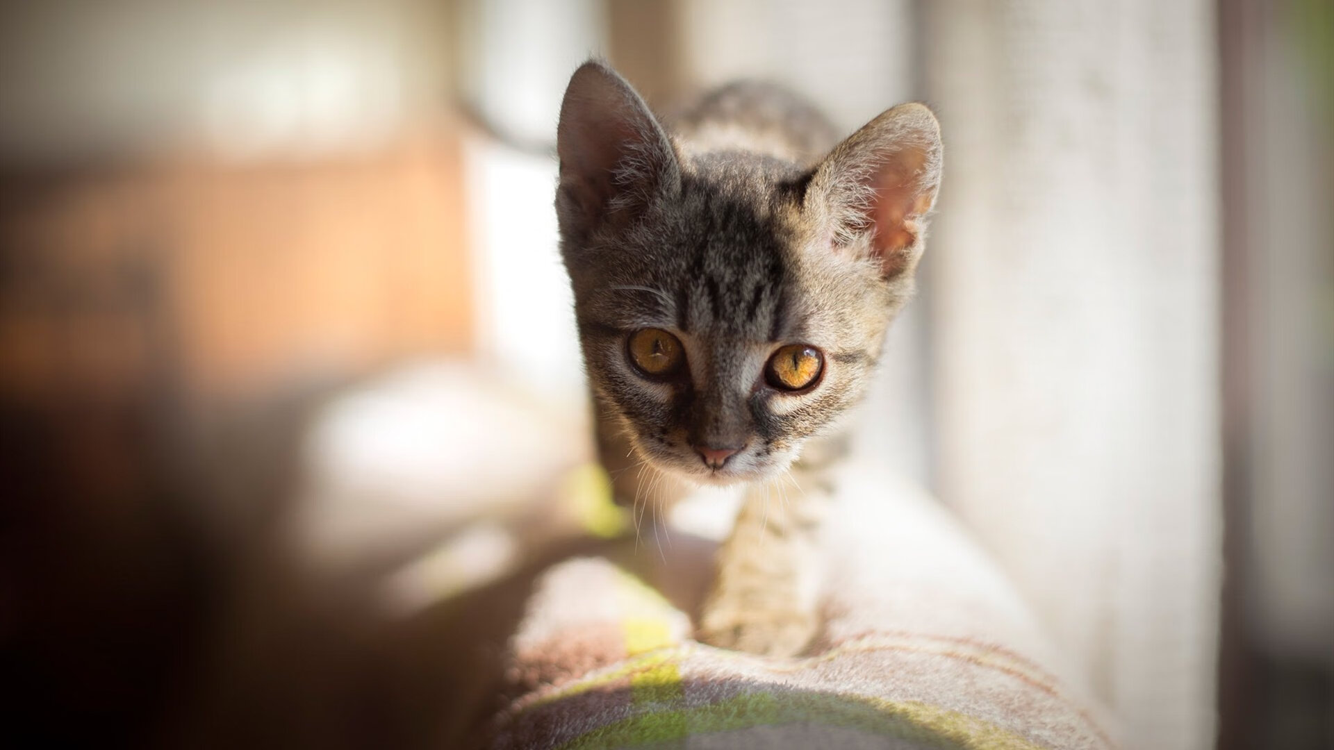 开云平台-《【文化探索】电竞如何成为新青年的文化密码？》，如何成为电竞职业玩家