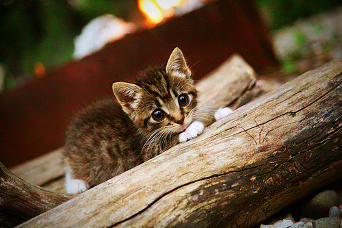 kaiyun官方入口登录-法甲：巴黎在客场逆转里尔，争冠形势依然胶着，法甲巴黎vs里尔直播