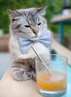 开云官网-芝加哥之战：斯托亚科维奇在关键时刻，一记“贴地飞行”扣篮震撼全场！