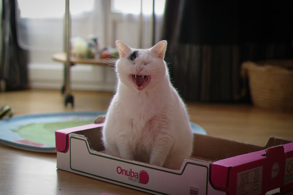 KAIYUNAPP-阿根廷足协庆祝夺冠盛况空前，阿根廷足球大赛成绩