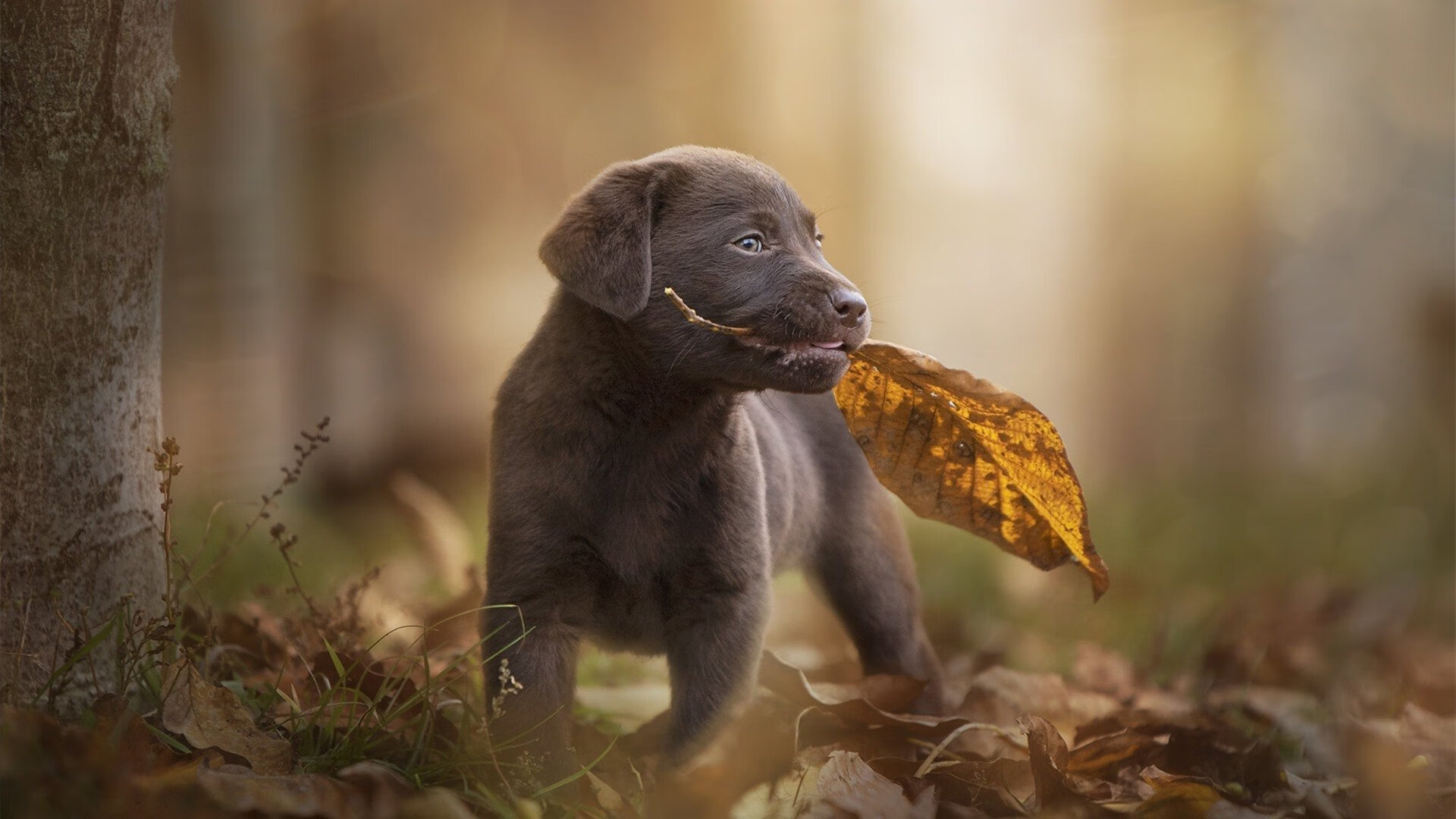 德国重返荣誉之路:法国全面压制无可奈何,德国击溃法国