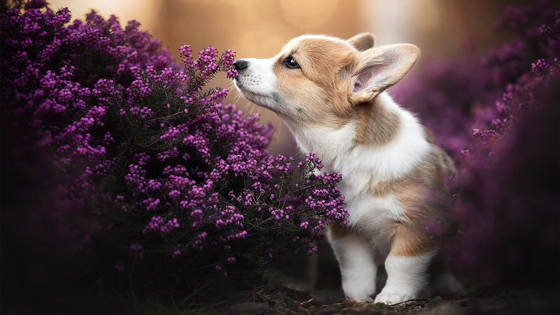 中超俱乐部区域分布密度研究,中超俱乐部价值