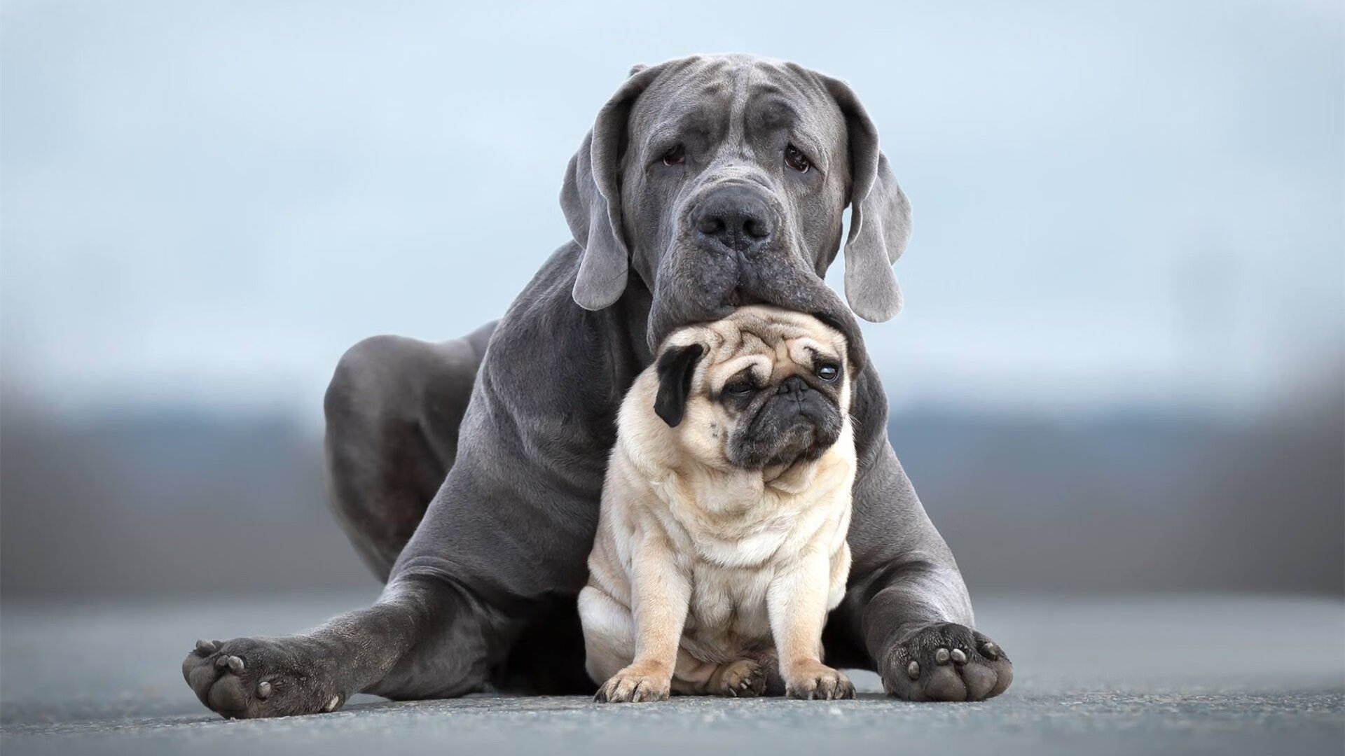 篮球运动员竞技状态评估与调控方法,篮球运动员竞技能力结构模型