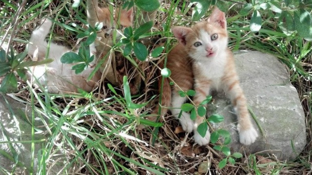 kaiyun开云·官方网站-AC米兰稳守反击策略收效显著，ac米兰被逆转次数