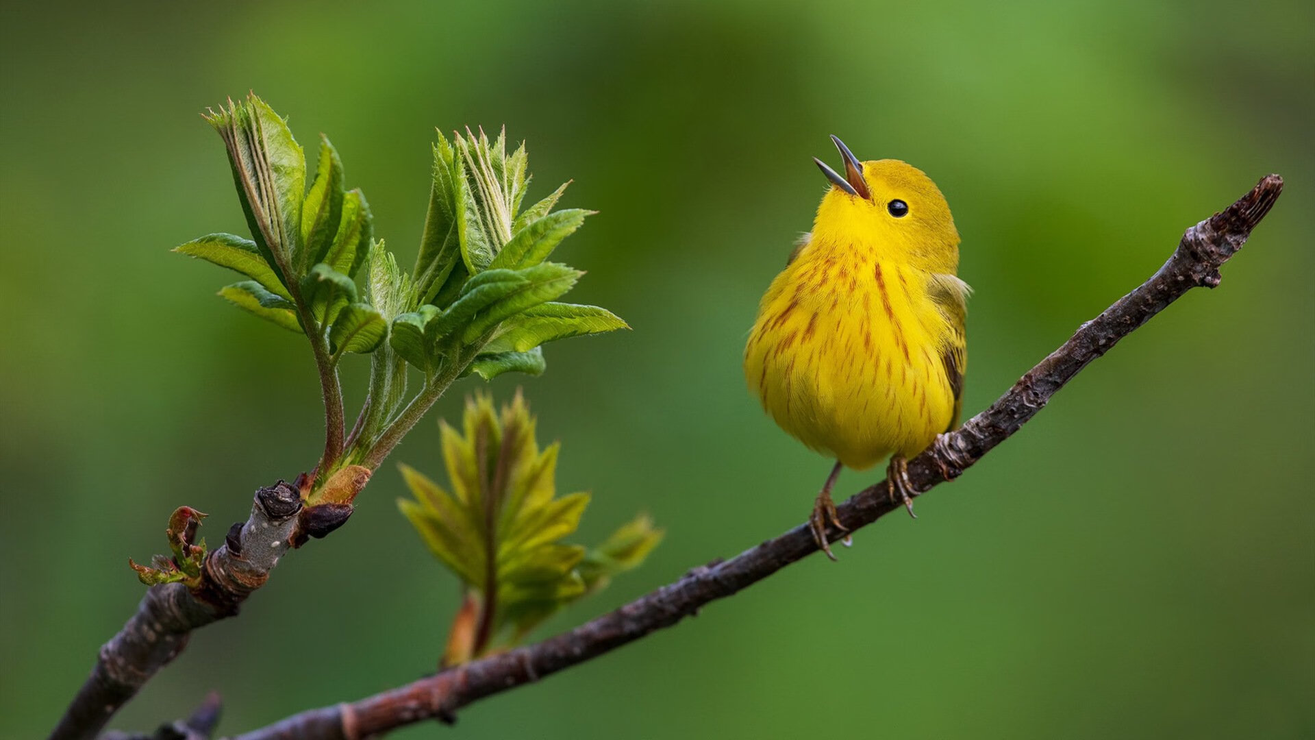 kaiyun官方网站-杨瀚森场均贡献全面攻防俱佳表现抢眼，杨瀚森 篮球