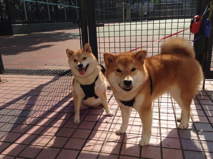 罗马尼亚队赛制深度探讨:如何通过合理安排队员提升整体表现,罗马尼亚队大名单