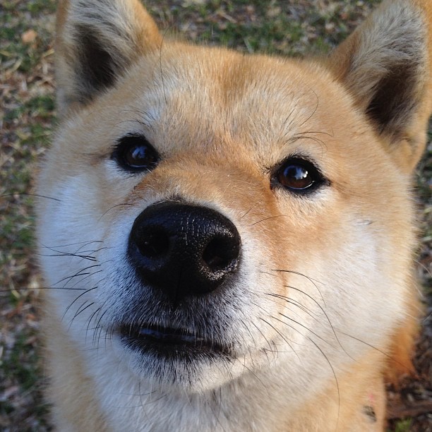 中国双人组合赛场表现引爆现场气氛,双人比赛2020