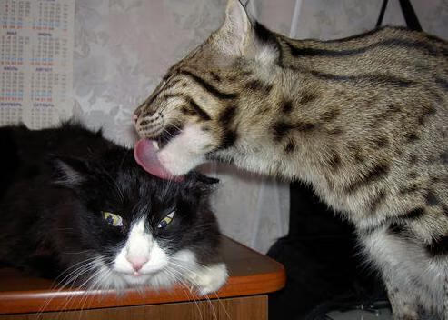 开云·Kaiyun网页版-吉尔吉斯斯坦男篮在国际比赛中不断突破，逐渐崭露头角