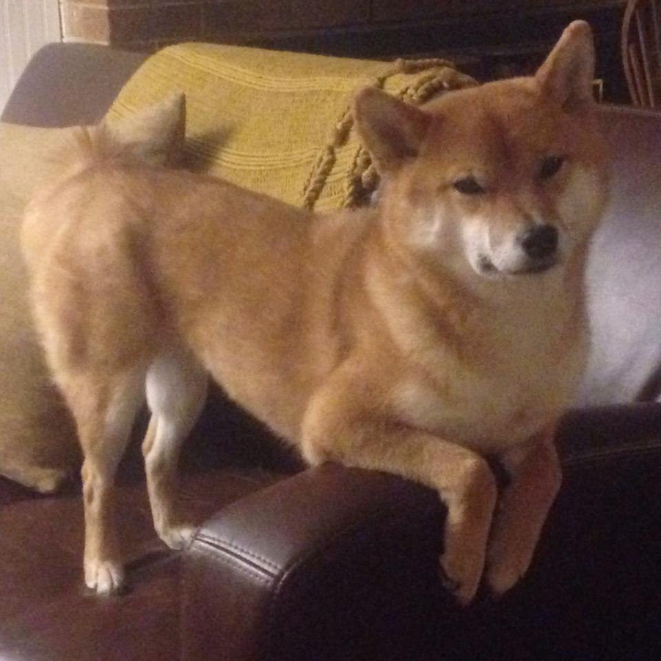 独行侠官方晒出球员搞笑花絮引热议,独行侠 选秀