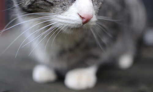 开云中国大陆-詹姆斯·奥康纳的配合能力，使袋鼠队进攻更加多变，詹姆斯奥康纳自然的理由