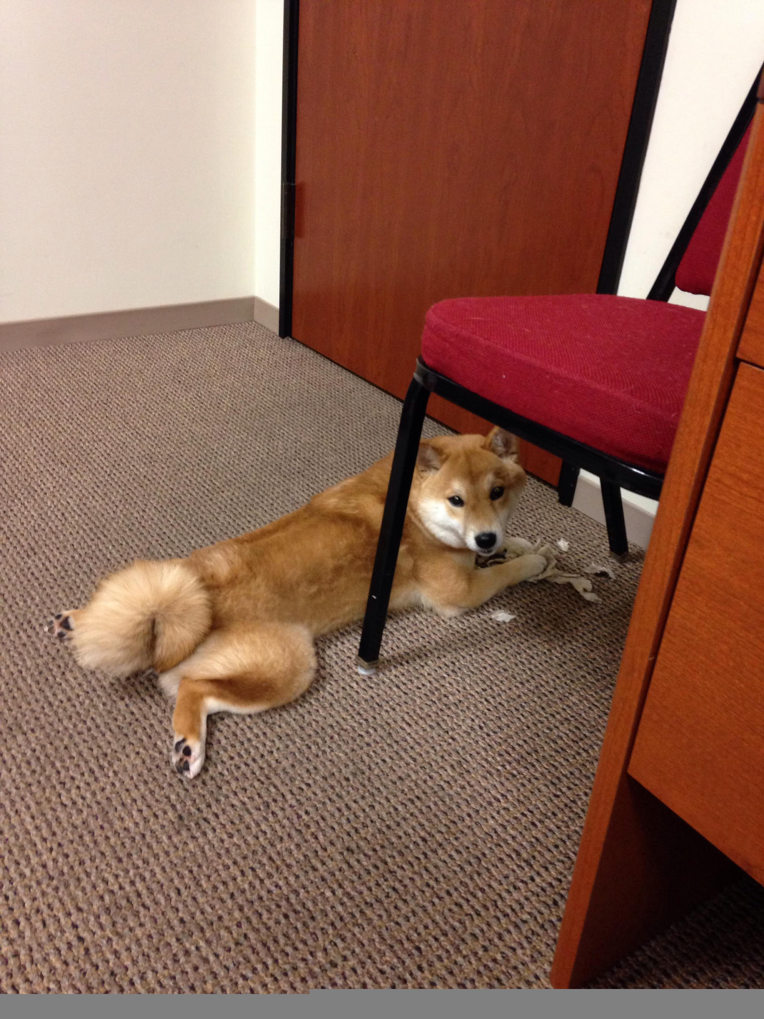 赞比亚男篮在非洲预赛中拼搏进取,迈出崭新高地,赞比亚男子足球国家队